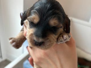 Cockapoo dogs 🌟 2 left Premium F1 Miniature Cockapoo Puppies 🌟 - Advert 11
