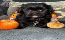 Shih Tzu dogs for sale: 🩷🩷 Stunning Black Shih Tzu Girls 🩷🩷 - Image 3
