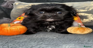 Shih Tzu dogs - Advert 6