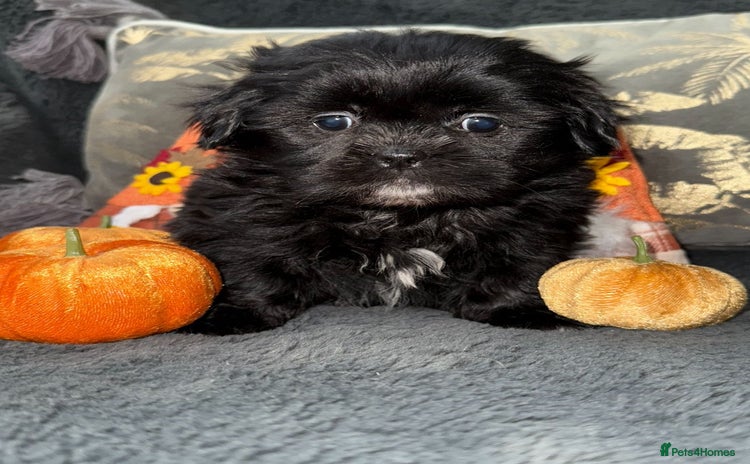 Shih Tzu dogs - Advert 15