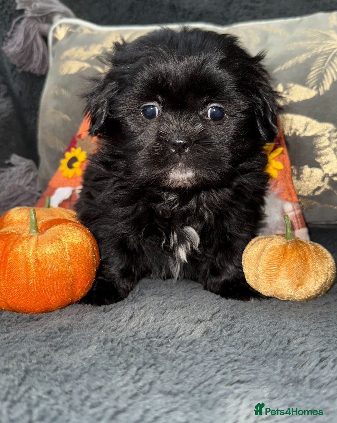 Shih Tzu dogs for sale: 🩷🩷 Stunning Black Shih Tzu Girls 🩷🩷 - Image 3