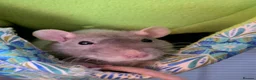 Rat rodents for sale: Group of 4 female rats - Advert 6