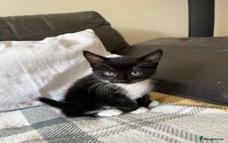 Mixed Breed cats for sale: 3 black and white kittens for sale  - Image 2