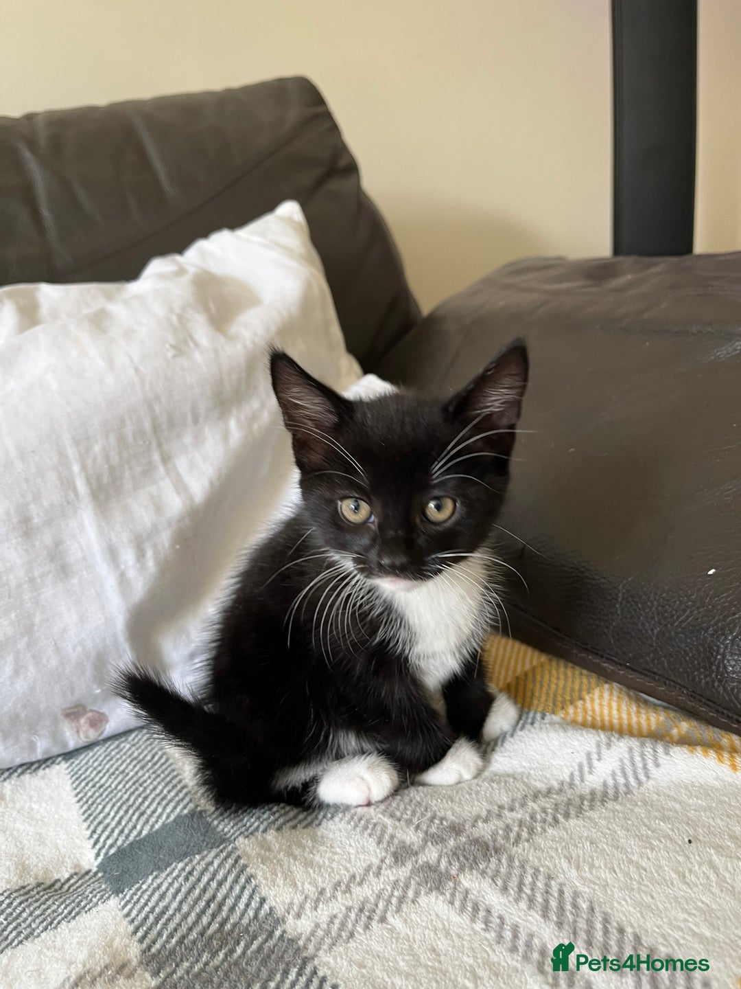 Mixed Breed cats for sale: 3 black and white kittens for sale  - Image 2