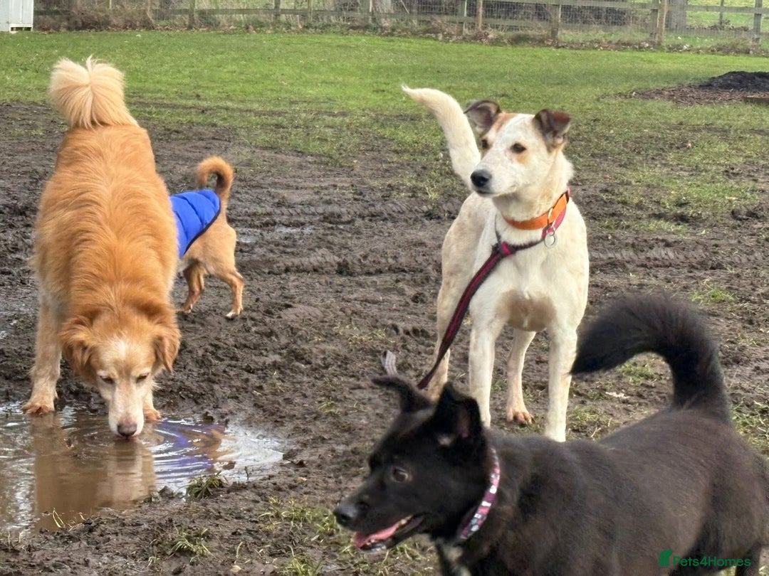 Mixed Breed dogs for adoption: Trinity - Norwich Norfolk  - Advert 16