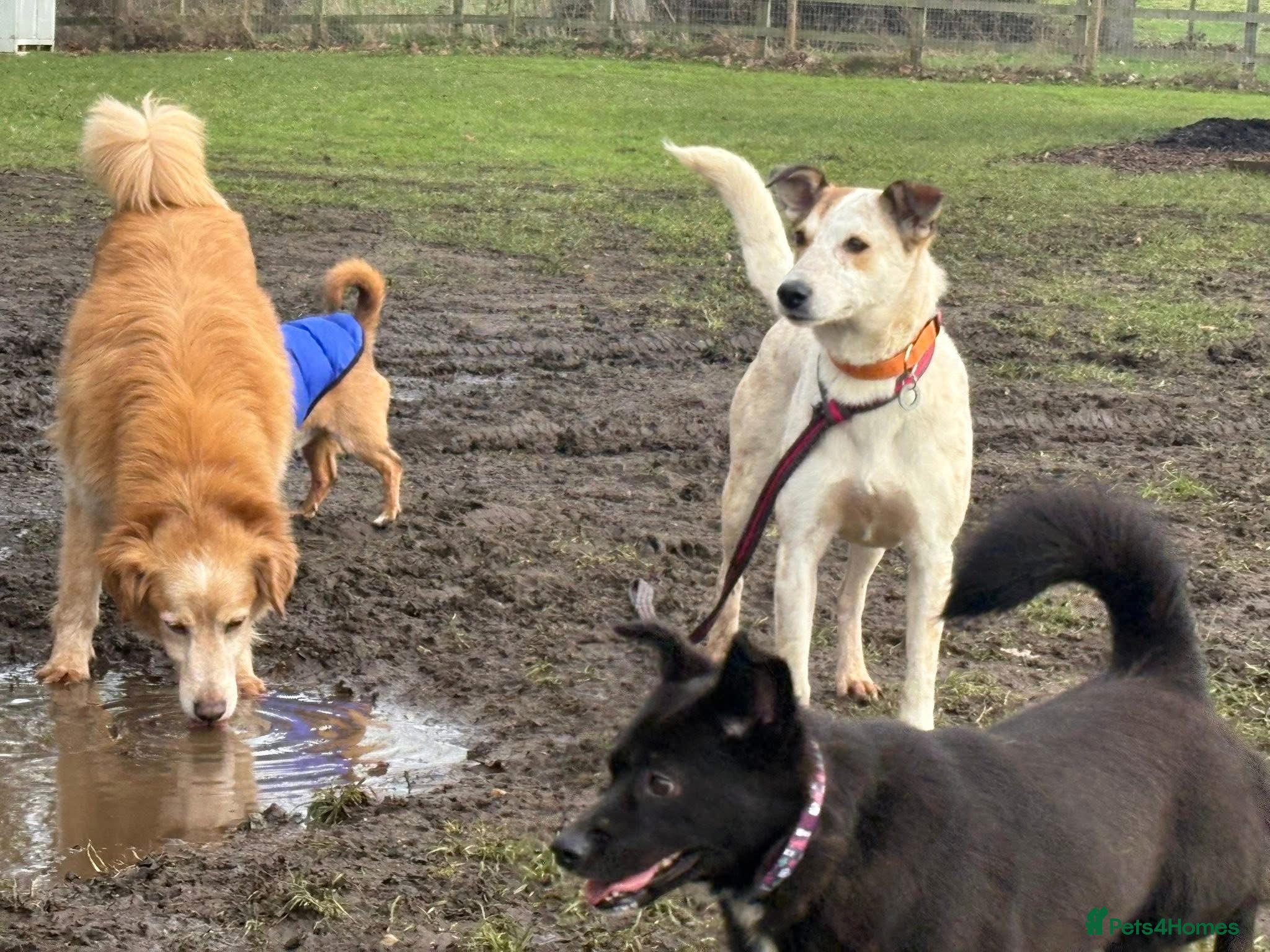 Mixed Breed dogs for adoption: Trinity - Norwich Norfolk  - Advert 16