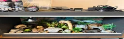 Leopard Gecko reptiles for sale: 3ft Viv for Leopard Gecko - Includes everything! in Welshpool - Advert 3