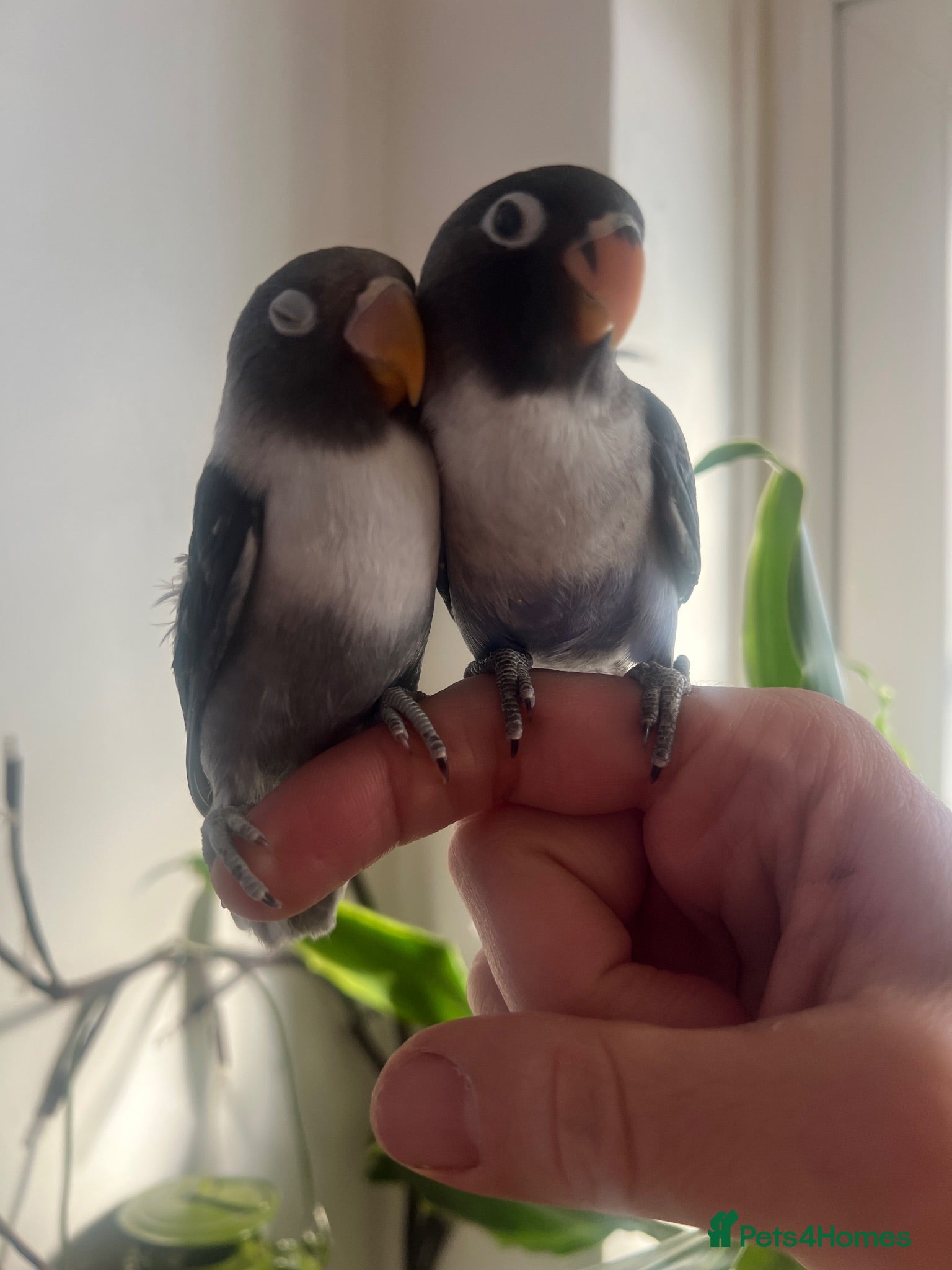 Lovebirds birds Cute little lovebirds babies  - Advert 21