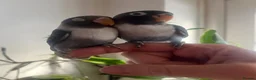 Lovebirds birds for sale: Cute little lovebirds babies  - Advert 1