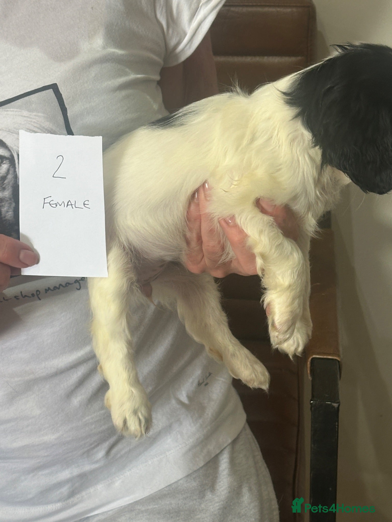Mixed Breed dogs Cocker Spaniel x Cavapoo puppies available  - Advert 2
