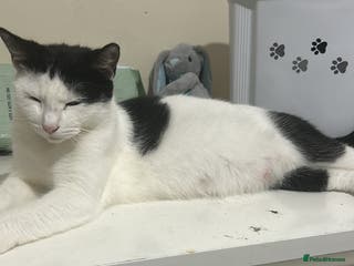 Domestic Shorthair cats Tabby kittens - Advert 10