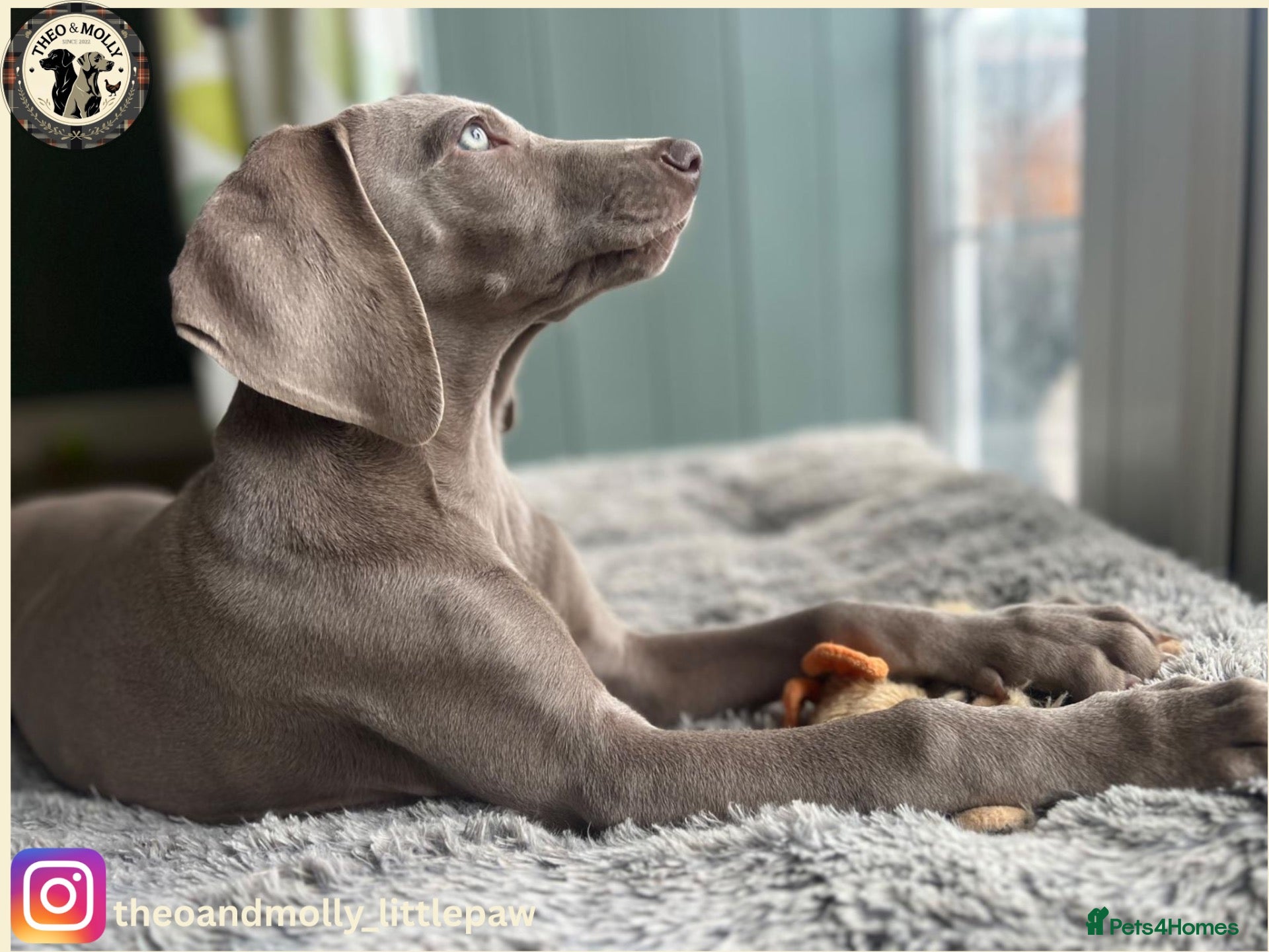 Weimaraner dogs 🐾Last KC Reg Weimaraner Girl – Ready Now 🐾 - Advert 1