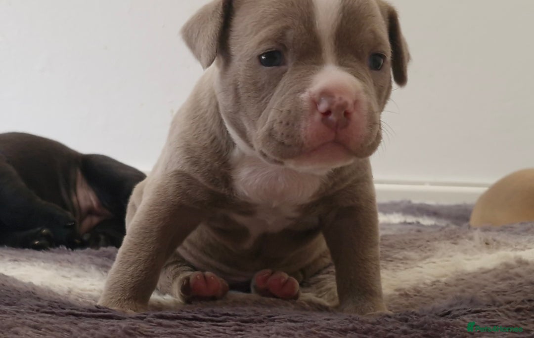American Bully dogs for sale: 3 female pocket bully's available  - Image 11