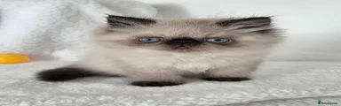 Persian 1