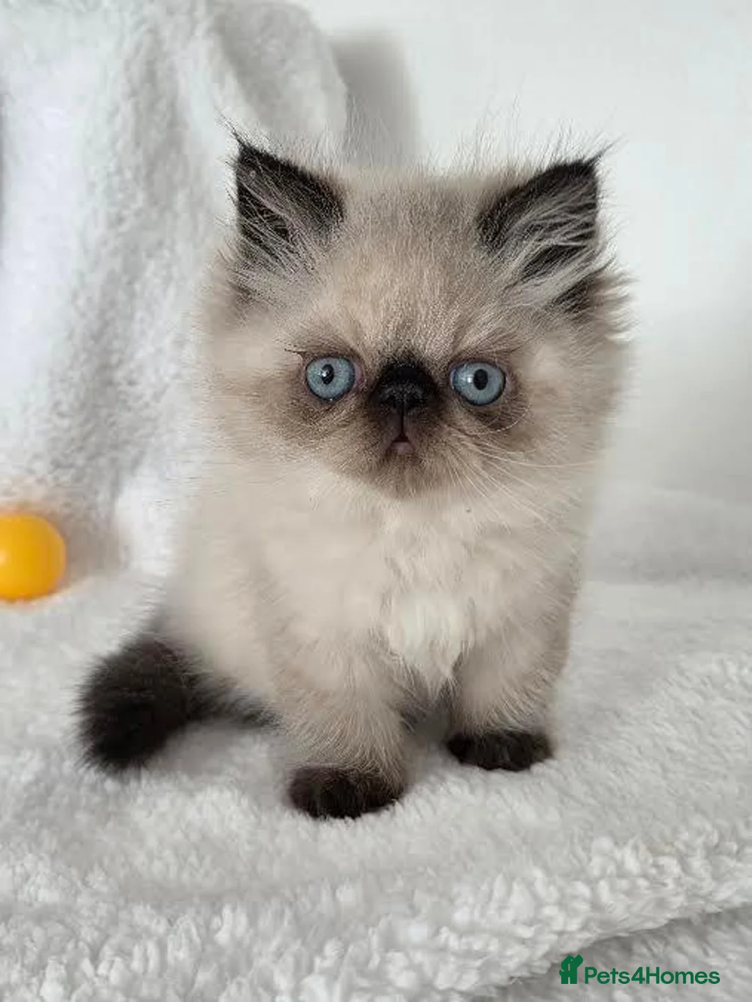 Persian cats for sale: Persian Himalayan Kittens - Advert 2