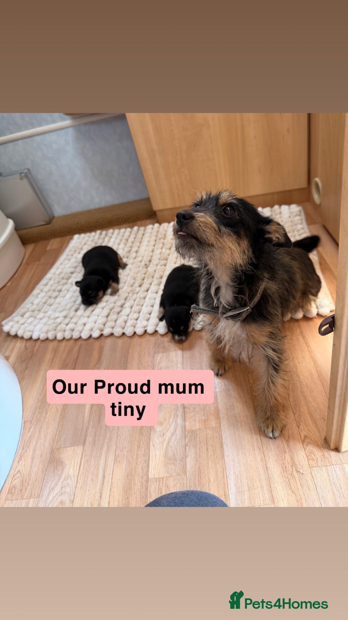 Jack Russell dogs Two beautiful chubby boys  - Advert 1