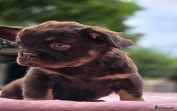 French Bulldog dogs for sale: Fluffy french bulldogs carrying Pink - Image 29