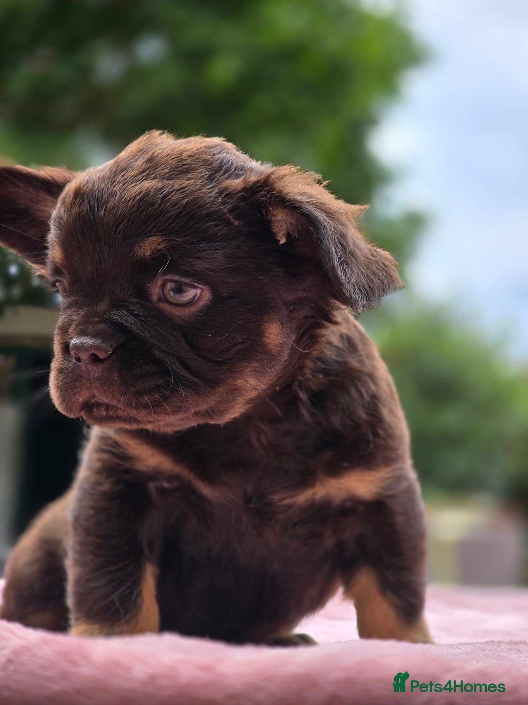 French Bulldog dogs for sale: Fluffy french bulldogs carrying Pink - Image 29
