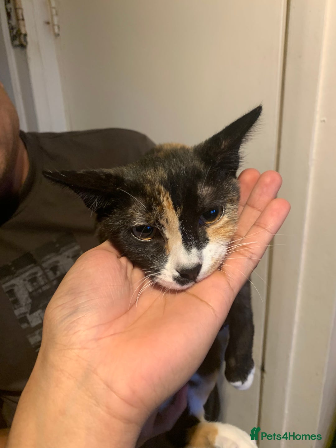 Mixed Breed cats for sale: CUTE KITTEN READY FOR A NEW HOME - Image 4