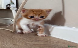 Persian cats for sale:  6 Persian kittens  - Image 16