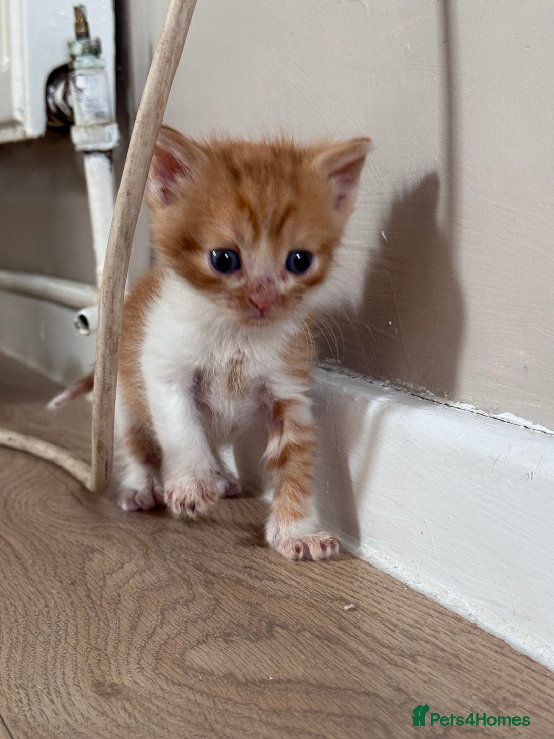 Persian cats for sale:  6 Persian kittens  - Image 16