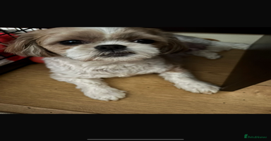 Shih Tzu dogs - Advert 8