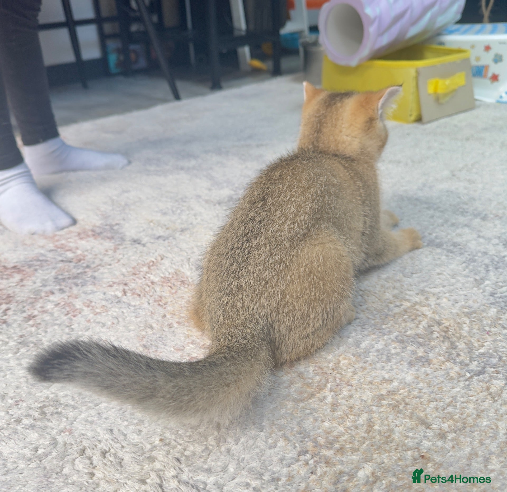 British Shorthair cats for sale: ✨🐾🐱 Premium Golden Silver Shaded BSH 🐱🐾✨ - Advert 2