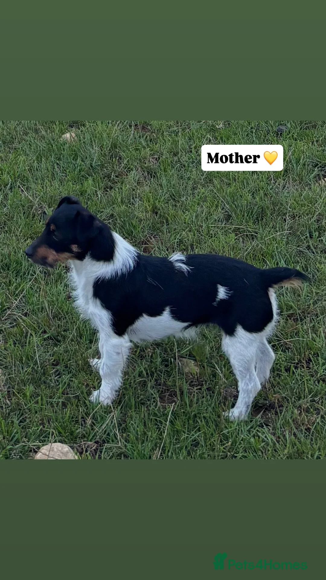 Jack Russell dogs for sale: Jack russell puppies 🐾 - Advert 3