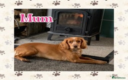 Cocker Spaniel dogs for sale: Cocker spaniel pups  - Advert 3