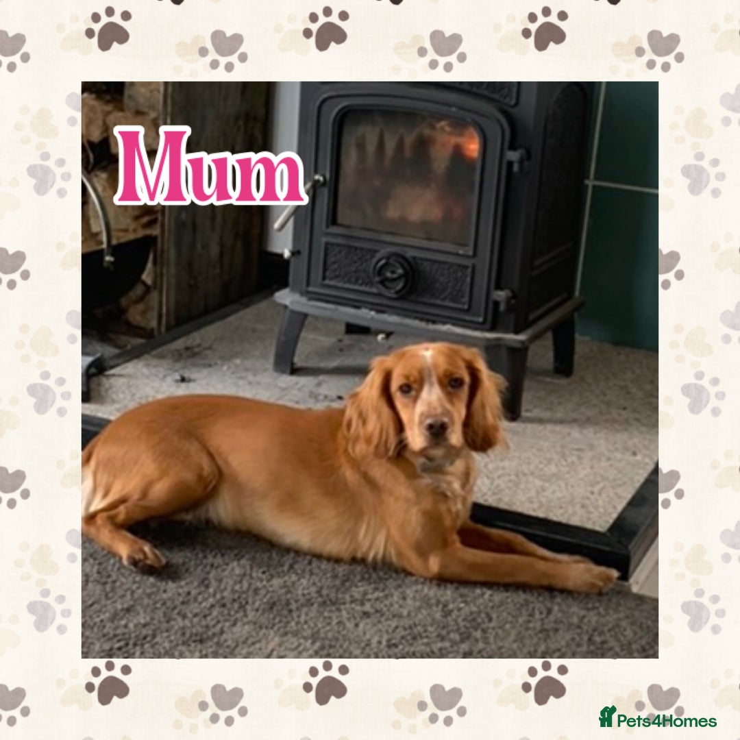 Cocker Spaniel dogs for sale: Cocker spaniel pups  - Advert 3