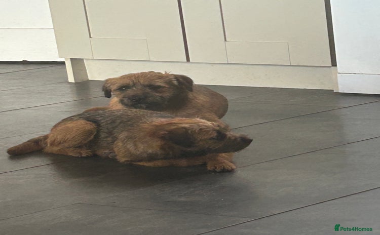 Border Terrier dogs - Advert 3