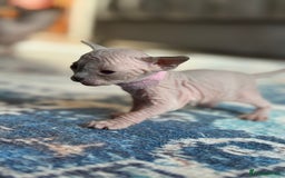 Sphynx cats for sale: TICA REGISTERED CANADIAN Elf Sphynx 1 kitten left  - Image 25
