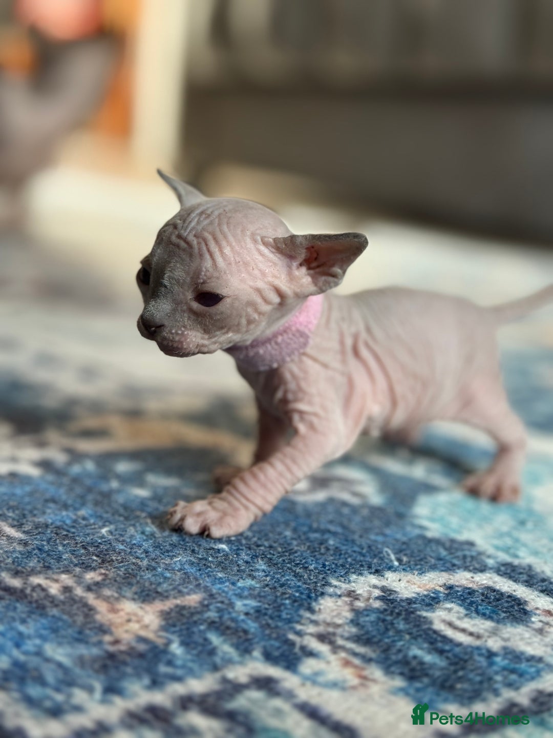 Sphynx cats for sale: TICA REGISTERED CANADIAN Elf Sphynx 1 kitten left  - Image 25