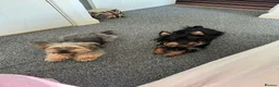 Yorkshire Terrier dogs for sale: Yorkshire Terrier Puppies - Advert 3