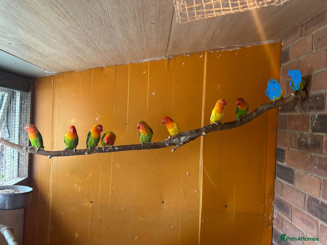 Lovebirds birds for sale: fischer lovebirds - Advert 3