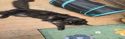 Maine Coon cats for stud: Large Black 9kg Russian Lines Maine Coon STUD - Advert 5