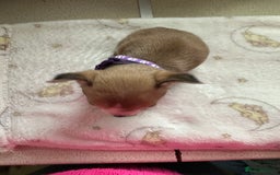 Mixed Breed dogs for sale: Jack chi puppies - Image 13