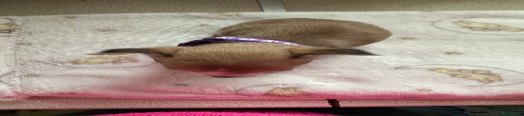 Mixed Breed Puppy 5