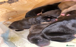 Mixed Breed dogs for sale: Lab cross puppies - Image 5