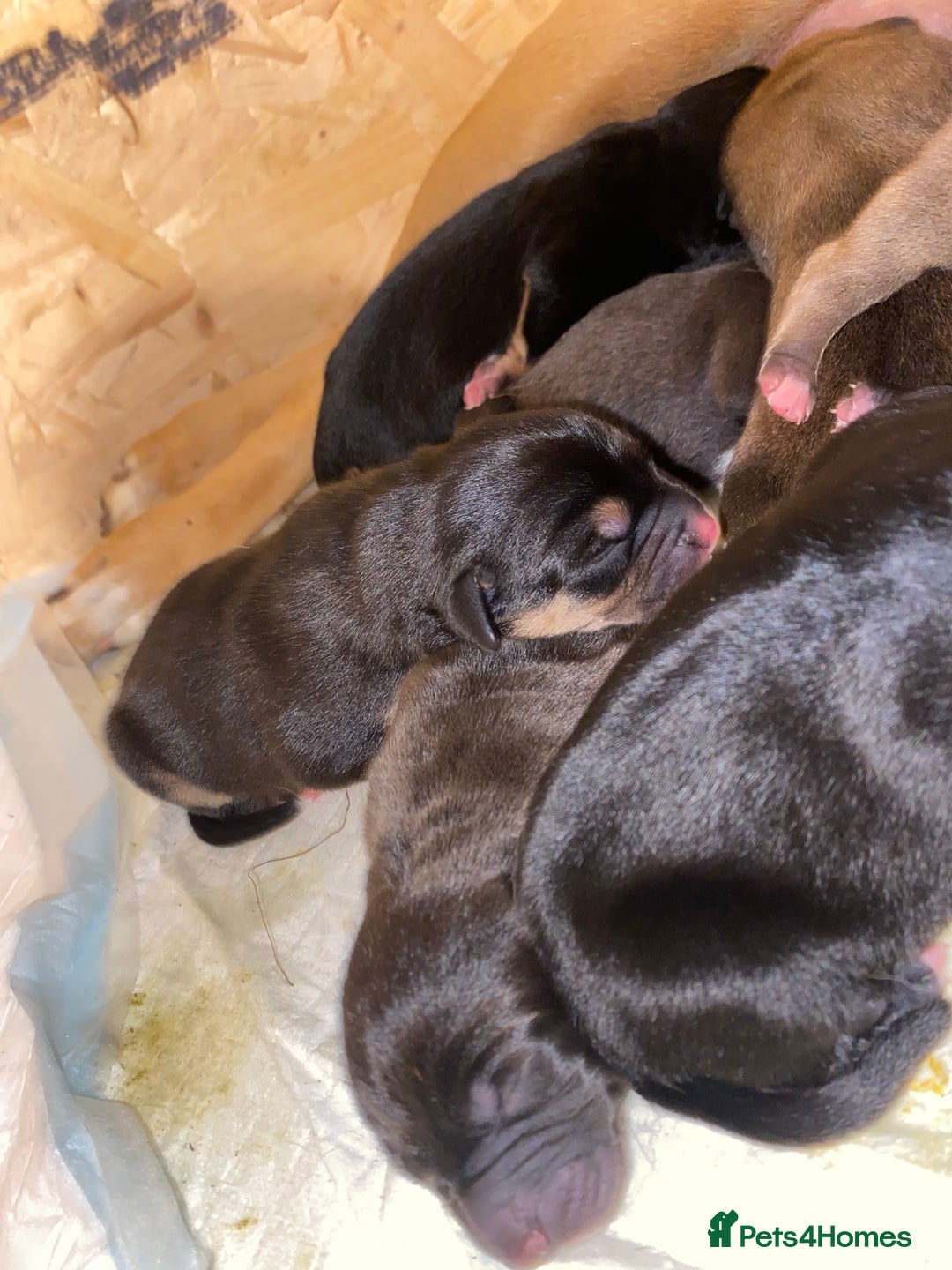 Mixed Breed dogs for sale: Lab cross puppies - Image 5