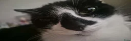 Mixed Breed cats for sale: 5 year old girl needs a home asap in South Shields - Advert 7