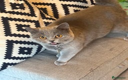 British Shorthair cats for sale: British shorthair looking for forever homes - Image 3