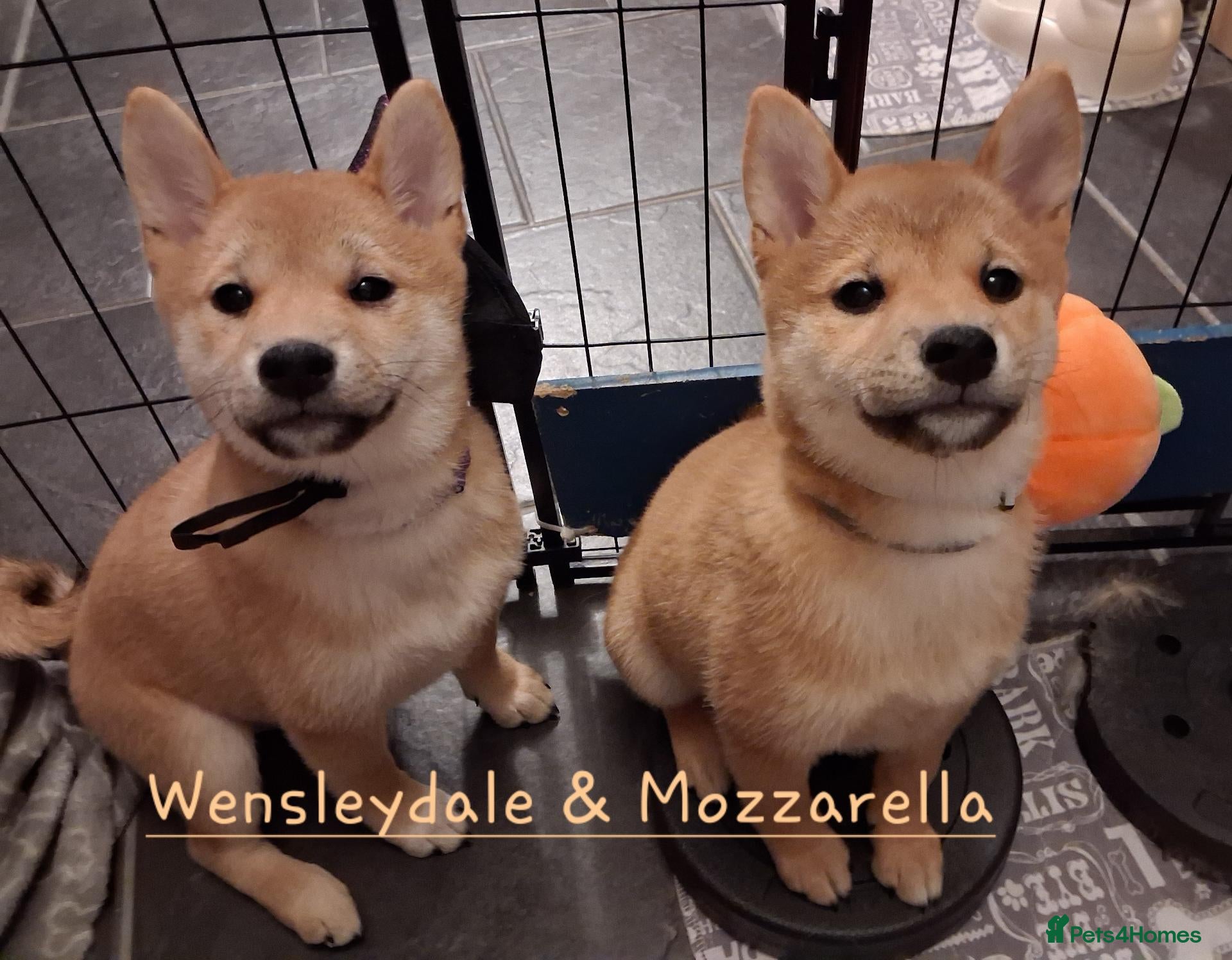Japanese Shiba Inu dogs *2 LEFT* Mozz & Wensley KC shiba girl puppies  - Advert 16