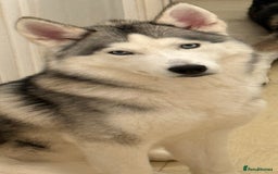 Siberian Husky dogs for sale: Blue Eyed Husky Girl - Image 1