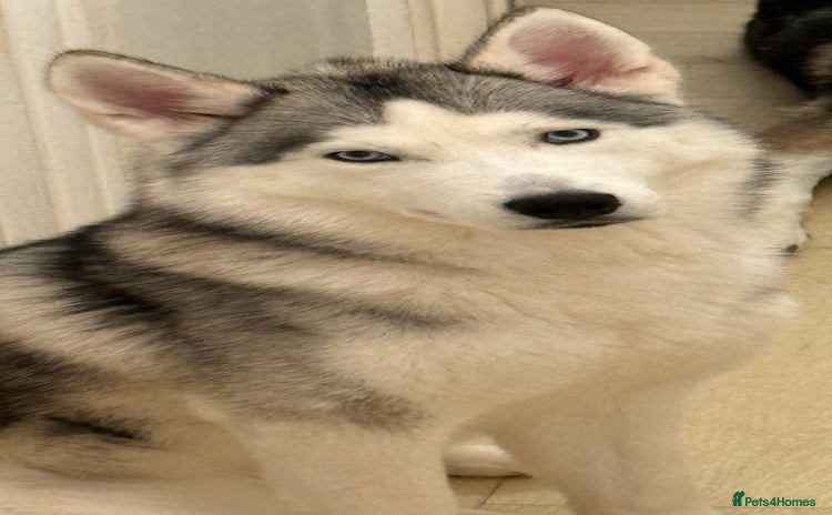 Siberian Husky dogs - Advert 2