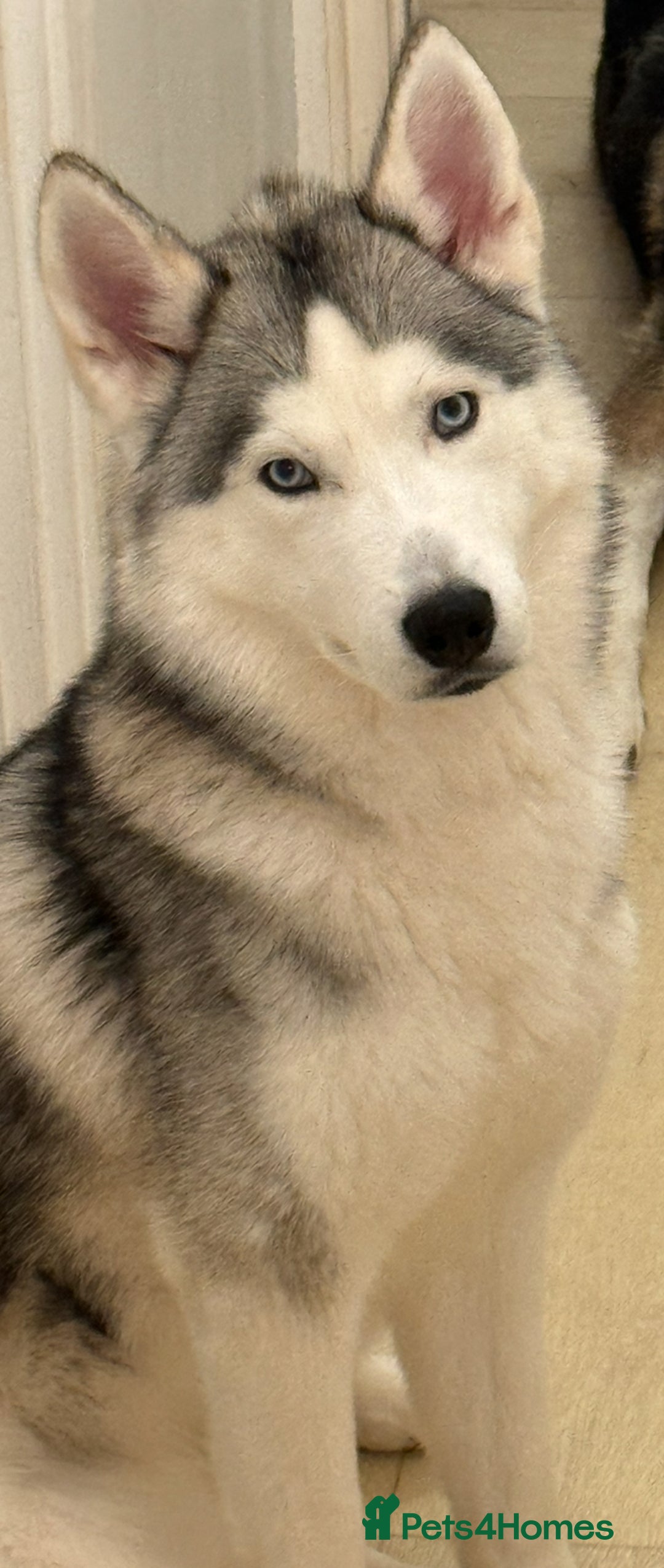 Siberian Husky dogs for sale: Blue Eyed Husky Girl - Image 1