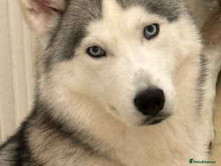Siberian Husky dogs - Advert 14