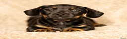 Mixed Breed dogs for sale: French bullwieners  in Cardiff - Advert 8