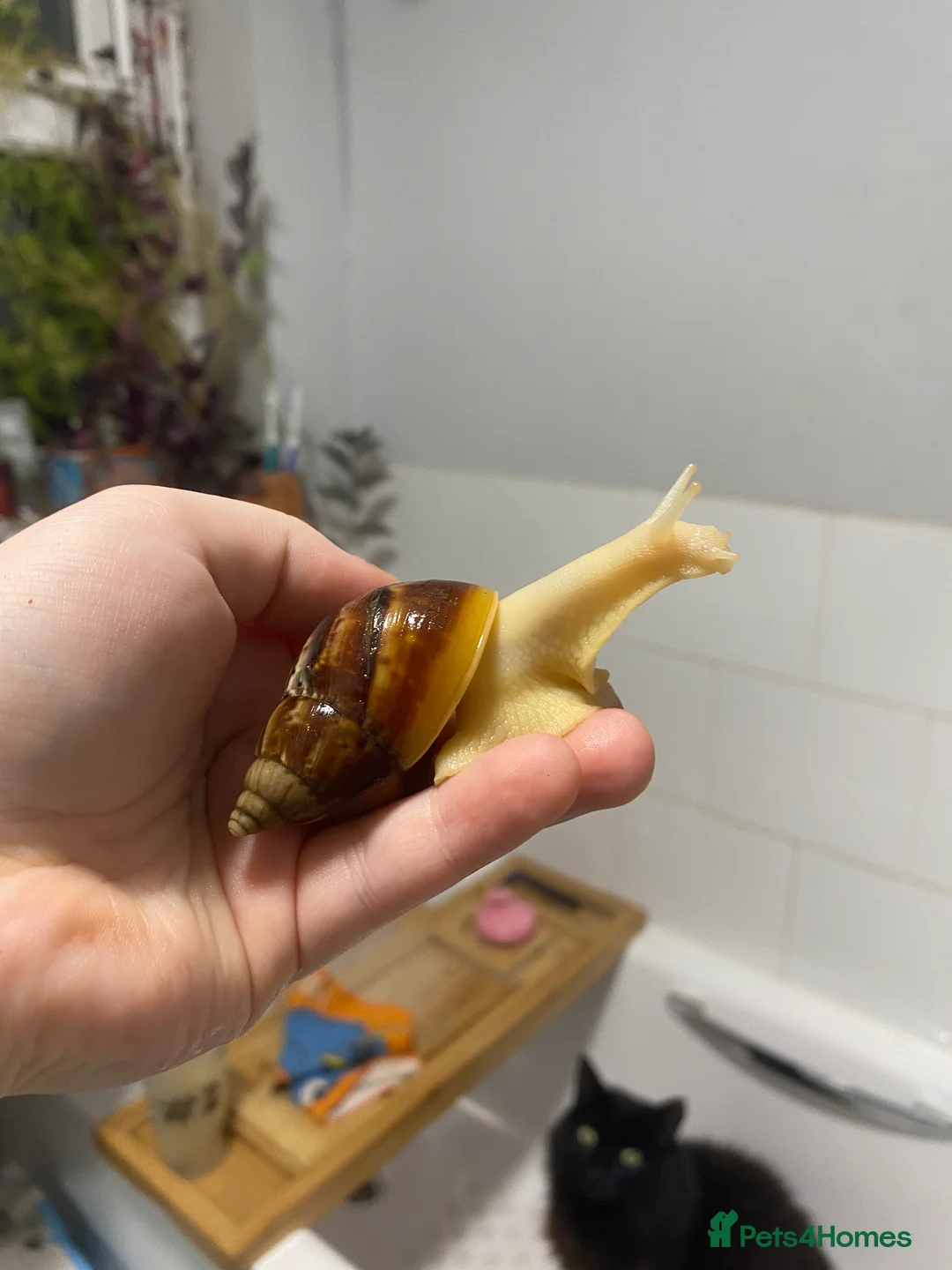 Snails invertebrates for sale: Giant African land snails  - Advert 11