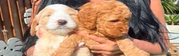 Cockapoo dogs for sale: Stunning cockapoo puppies in Beccles - Advert 6